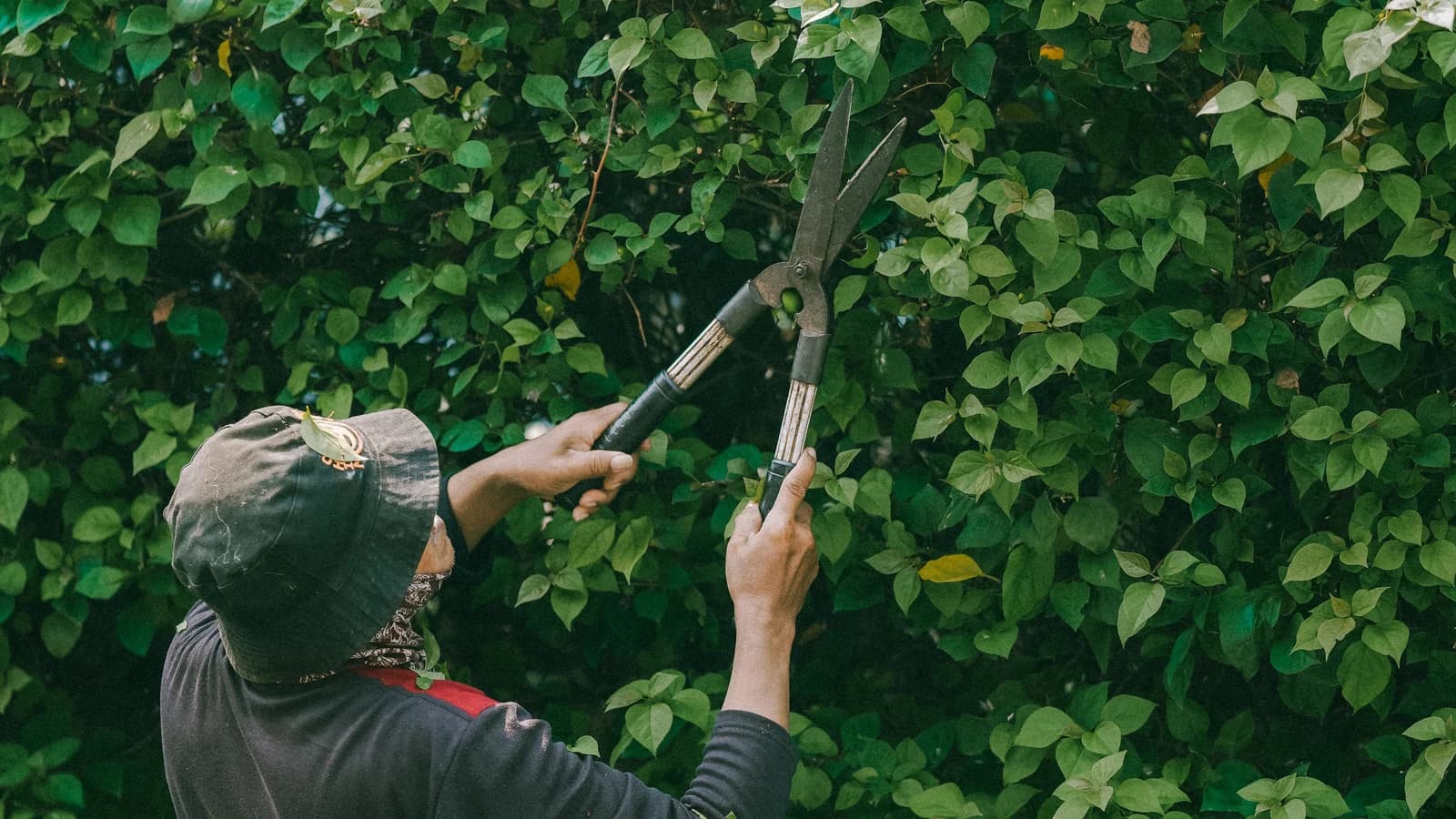Jardinier taillant une haie dans un espace paysager